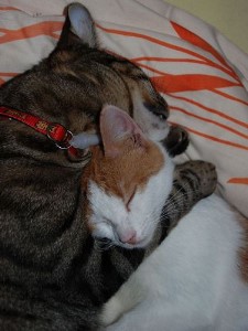 ../Images/Aramis in Love.jpg